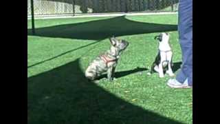 Ozzi & Shaina Brower Learning Cute Puppy Manners at The DogSmith of Oxford, MS by TheDogSmith 49 views 11 years ago 1 minute, 35 seconds