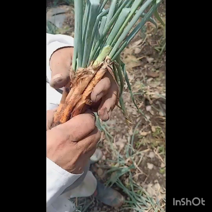 Como se siembra la cebolla larga en la tierra youtube