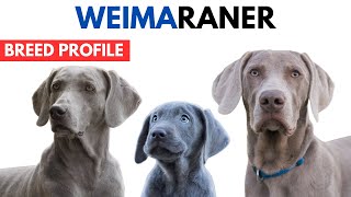 Weimaraner Dog Breed Profile History  Price  Traits  Weimaraner Dog Grooming Needs  Lifespan