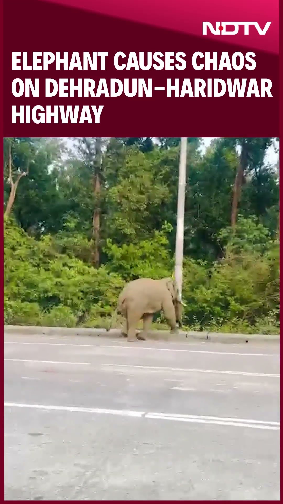 Elephant Causes Chaos On Dehradun-Haridwar Highway, Crosses Safely