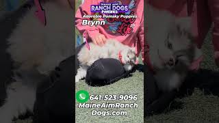 Brynn and Blaze looking for love 💖 #pomskypuppy #pomskybreeder by Maine Aim Ranch Dogs 35 views 3 weeks ago 1 minute, 31 seconds