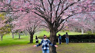 Cherry Blossom in Canada || High Park Toronto || Spring Time || Much Watch✅