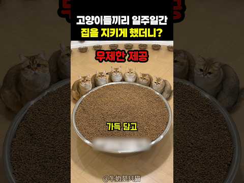 고양이들끼리 일주일간 집을 지키게 했더니? thumbnail