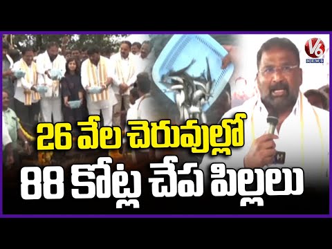 Minister Vakiti Srihari Released 80000 Seed fish in Ibrahimbagh | hanwada  | mahabubnagar | V6 News