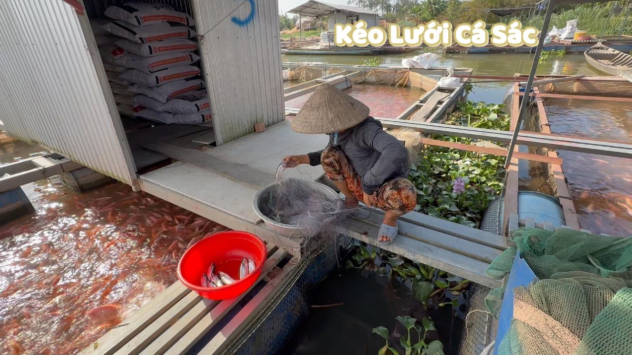 Một Buổi Kéo Lưới Ngoài Làng Bè Với Sư Mẫu #ngườiđồngtháp