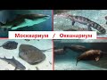 Москвариум / Океанариум ВДНХ Обзор всех видов рыб 2020