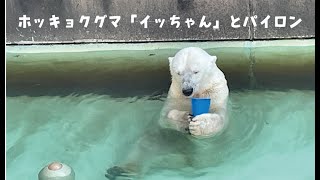 ✨ズーラシア新商品！ホッキョクグマ6種セット✨ wizoo | #よこはま動物園ズーラシア vol.6｜伊藤さん