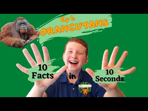 10 in 10 |  Ep 1. Orangutans - 10 Facts in 10 Seconds