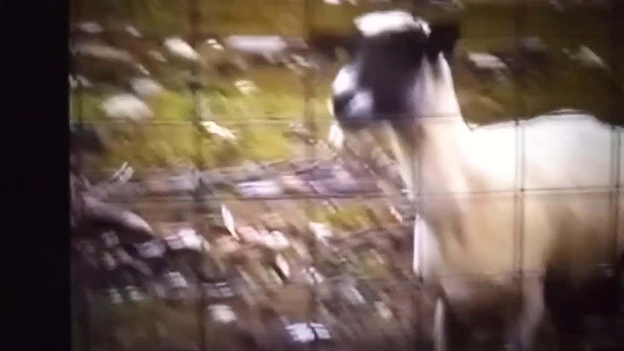 Kambing ketawa - YouTube