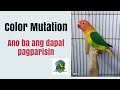 Color Mutation " Ano tamang pagparisin