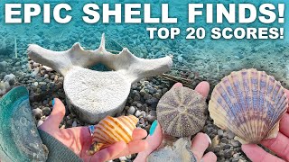 EPIC STORM SHELLS | Our Top 20 Most Epic Shell Finds | Cold Water Shelling | Plum Island New England