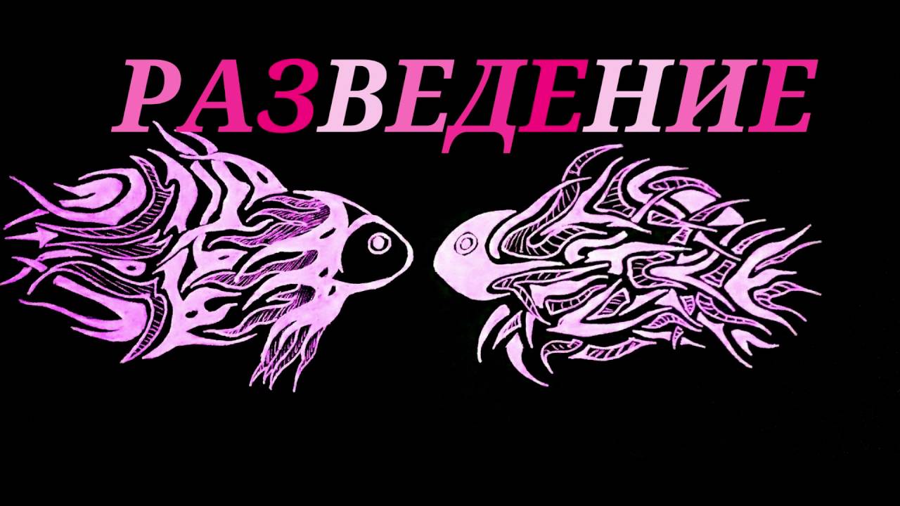 Аквариумные рыбки.Сом Птеригоплихт Парчовый.