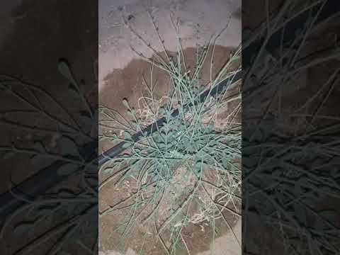 البان العربي اليسر في مزرعة قطاف رضوى لإنتاج المورينجا