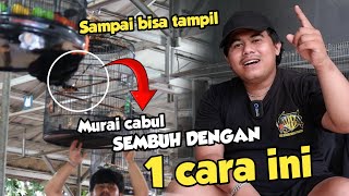 1 CARA MENYEMBUHKAN MURAI CABUL - LENGKAP SAMPAI SETTINGAN KE LOMBA ‼️