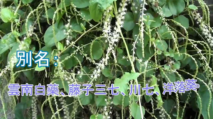 介绍常见植物及民间常用青草药  藤三七 别名：云南白药、藤子三七、川七、洋落葵。 - 天天要闻