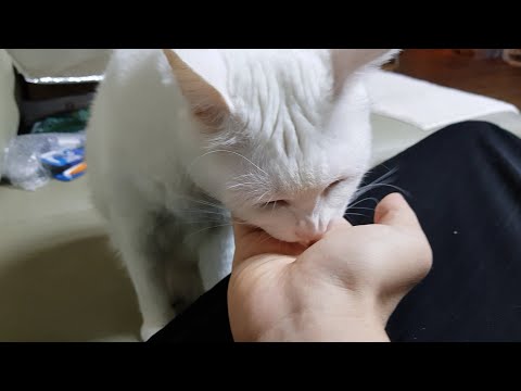 다롱이 간식은 동결건조 닭가슴살 큐브입니다