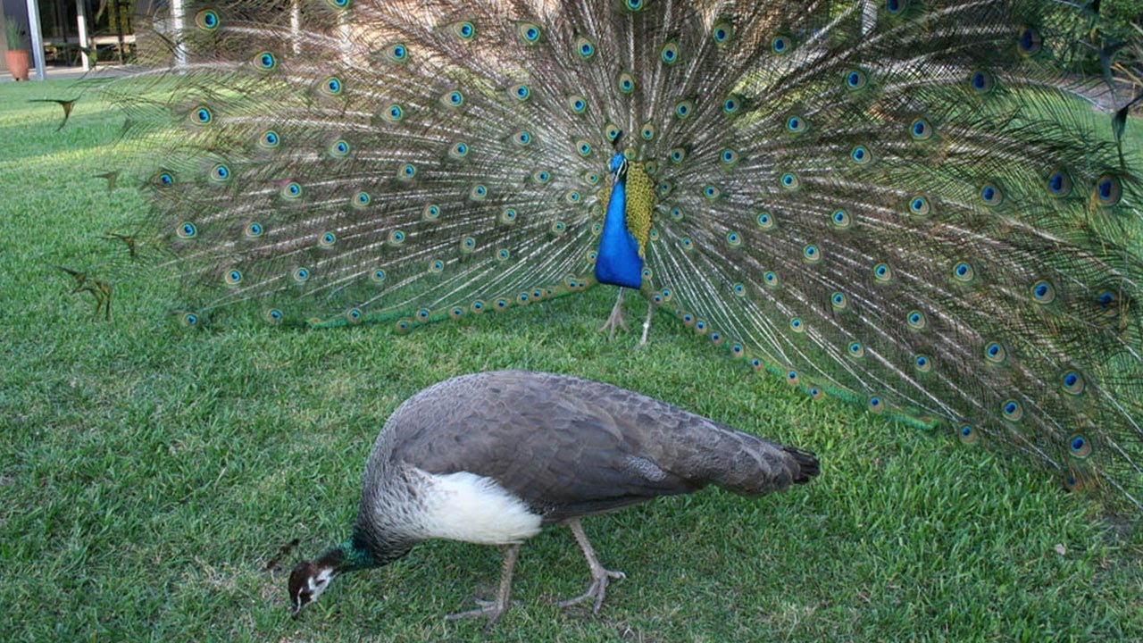 male peacocks