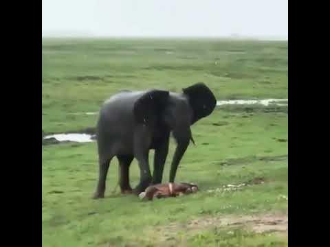 Elephant giving birth inthe wild ️ ️ #tamilnews - YouTube