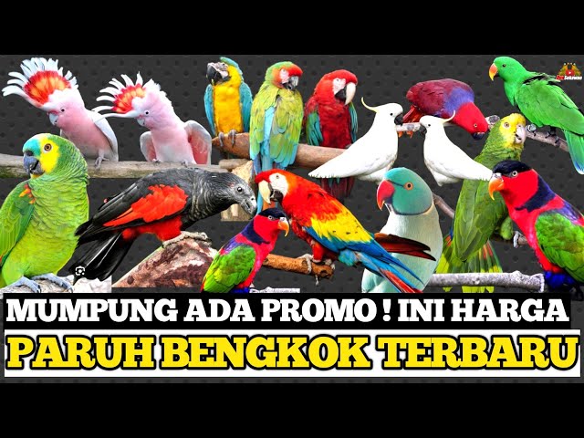 HARGA BURUNG PARUH BENGKOK TERBARU 2023 DI KIBAR EXOTIC PETS STORE JAWA TIMUR class=