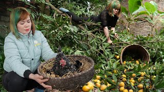 Take Care of Chicks on the Farm - Harvesting LUCUMA Goes to the Market Sell | Free New Life