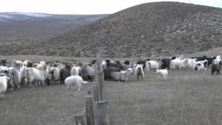 Perros protectores de ganado