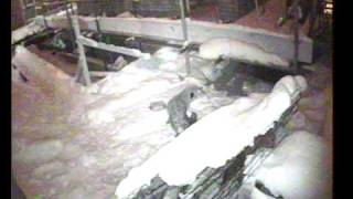 Cat v Fox (cold face-off).avi