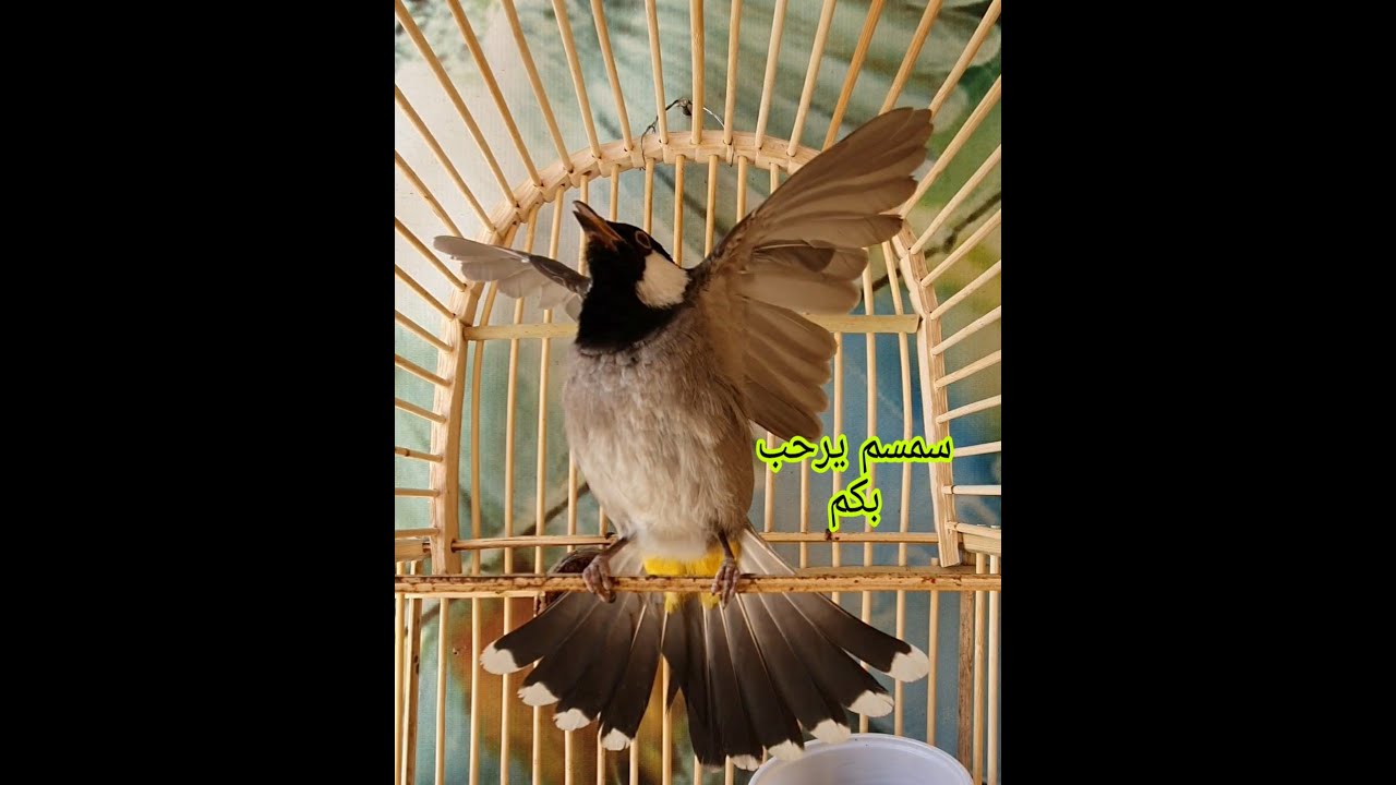 بلبل أليف أسمه سمسم 😍 تخريج تلقين + لسان صحيح