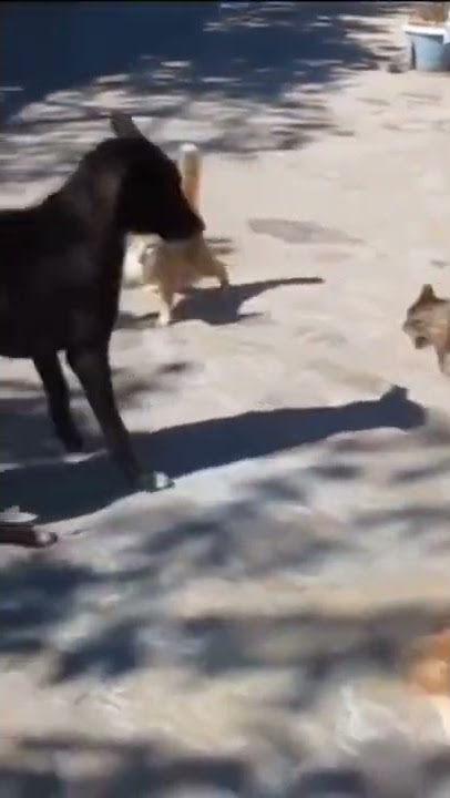 ketika anjing di keroyok kucing