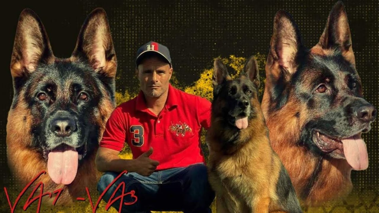 عشاق سوق القريعة أجيو تشوفو كلاب الأغنياء في نادي سبتي سعيد أفريج  الحاصل على عدة شواهد ومراتب أولى