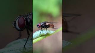 Download Lagu House Fly Rubbing Limbs                                            #shorts #viral#insects #trending MP3