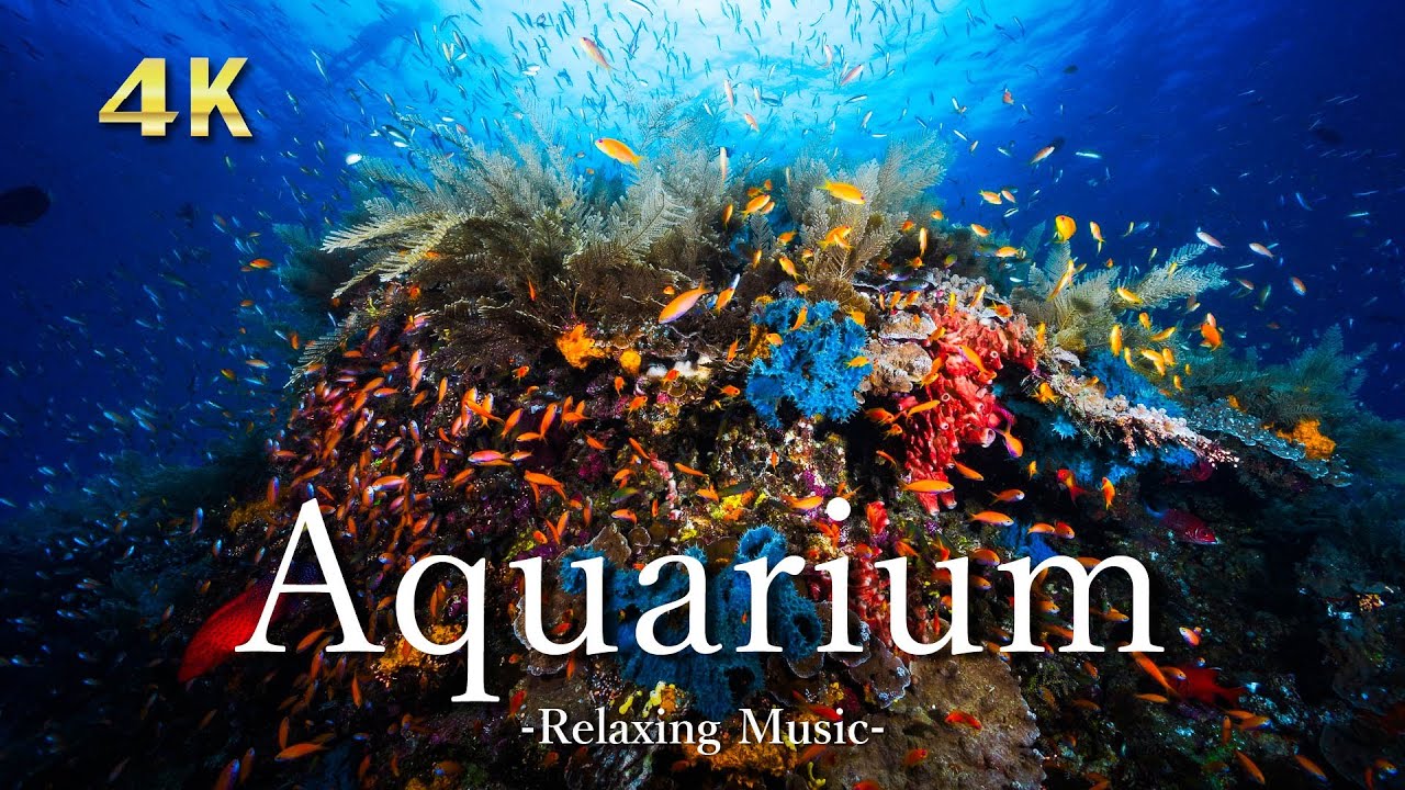 【4K】お家で水族館｜リラックス音楽と海の自然音｜お魚アクアリウム