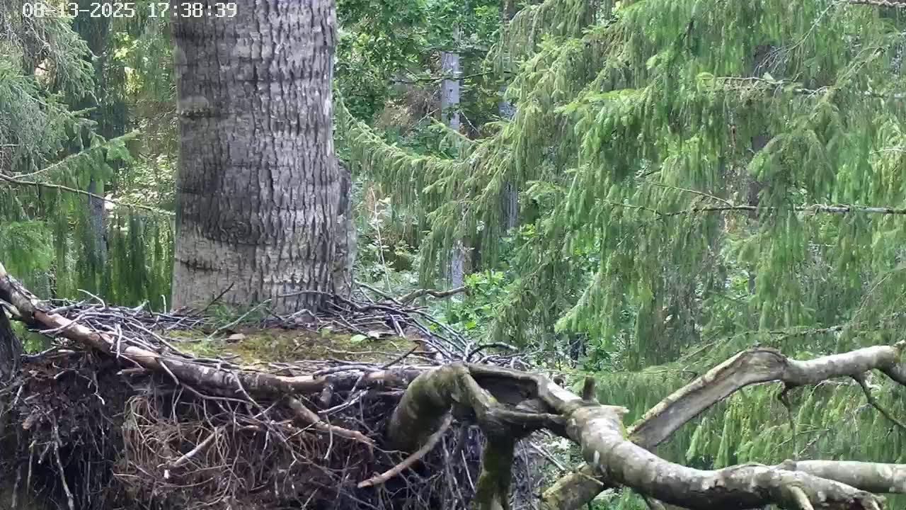 Live Black stork nest camera 2 in Estonia
Forum in English: https://www.looduskalender.ee/forum/viewtopic.php?t=1154

The Black Stork nest camera is situated in Jõgeva County in Estonia. We have known about this breeding site since the early 1990s, but in turning times surrounding of nest was cut, nest abandoned and later nest tree (old birch) broke. Nest in current situation was found by Renno Nellis in mid March 2024. He installed trail camera there in neighbor tree, therefore we know that in 2024 in this nest fledged five chicks. In terms of streaming it is quite difficult place  - low network and long distance to carry equipment, if needed. So, in case of no transmissioon, we need to wait. During test period (since March 14) YouTube transmissioon stopped several times and we do not know the reason. In spite of remote place there is noise of two bigger roads to be heard. Seems microphone amplifies these low frequency noises, what are not disturbing so much on place.

2024 season
27 March first stork returned to the nest, second seen in 1 April
3-5 April snow in forest and in nest
15 May first head of chick noticed
22 May intruder stork in nest, adult repelling of it
1 June all five chicks clearly visible
2 August  last chick visible in nest branch
4 August last adult on trail cam photo 

2025 season
27 March both storks afternoon in nest. No data if they returned together.

-------------------------
Must-toonekure pesakaamera 2
Foorum (ingl. k): https://www.looduskalender.ee/forum/viewtopic.php?t=1154

Must-toonekure pesakaamera asub Eestis Jõgevamaal. See pesitsuskoht on meile teada juba 1990. aastate algusest, kuid maade tagasisaamise käigus pesa ümbrus raiuti, pesa jäeti must-toonekurgede poolt maha ja hiljem pesapuu (vana kask) murdus. Uue pesa praeguses kohas leidis Renno Nellis 2024. aasta märtsi keskel. Ta paigaldas rajakaamera sinna naaberpuule, mistõttu on teada, et 2024. aastal lennuvõimestus selles pesas viis noort must-toonekurge. Rajakaamera pildid ei näita kõiki sündmusi, sest kaamera reageerib liikumisele teatud ajaintervalli järel (näiteks 5 minutit). Veebikaamera jaoks on see üsna keeruline koht – nõrk GSM levi ja pikk vahemaa varustust kohale kanda. Nii et ülekande katkemisel peame ootama. Testperioodi jooksul (alates 14. märtsist) katkes YouTube'i ülekanne mitu korda ja me ei tea selle põhjust. Vaatamata kõrvalisele paigale on kuulda kahe suurema maantee müra. Tundub, et mikrofon võimendab neid madala sagedusega helisid, mis kohapeal olijat ei häirigi.

2024. aasta
27. märts – esimene must-toonekurg pesas, teine saabus 1. aprillil
3-5. aprillil lumi maas ja pesas
15. mai – esimese poja pead on üle pesaserva näha
22. mai – võõra must-toonekure tõrjumine
1. juuni viis poega on selgelt näha
2. august –  viimane poeg pesaoksal
4. august – vanalind viimast korda pesal

2025. aasta
27. märts – mõlemad must-toonekured pesal peale lõunat. Pole teada, kas saabusid koos.