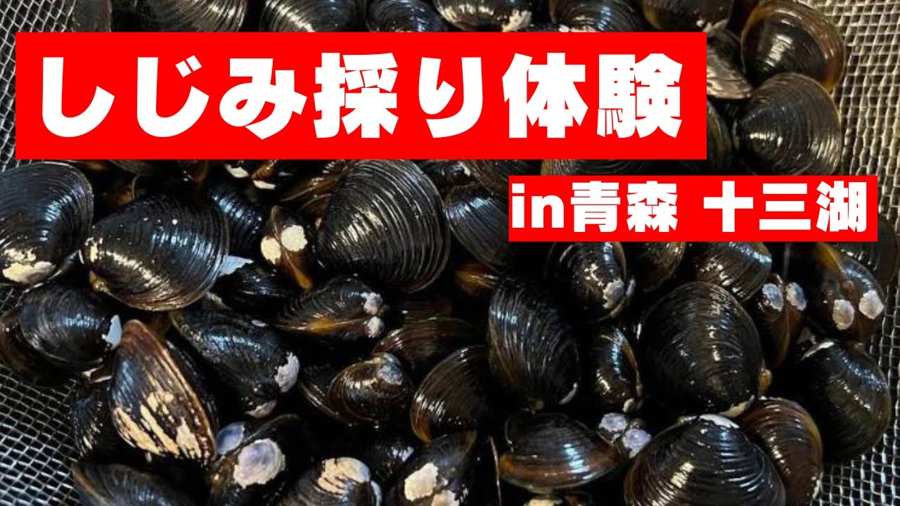 青森県十三湖】子供とシジミ採り体験ができます！ - YouTube
