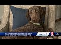Attleboro residents warned after venomous snake reported to have bitten 2 dogs, 1 fatally