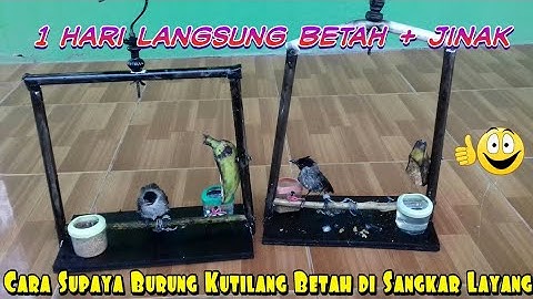 Cara Supaya Burung Kutilang Betah dan Jinak di Sangkar Layang.Kandang penjinakan bukan untuk harian.