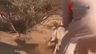 İyi̇li̇k Yap Deni̇ze At - Kuyruğu Çalıya Sıkışmış Tilki Yavrusuna Uzanan Yardım Eli