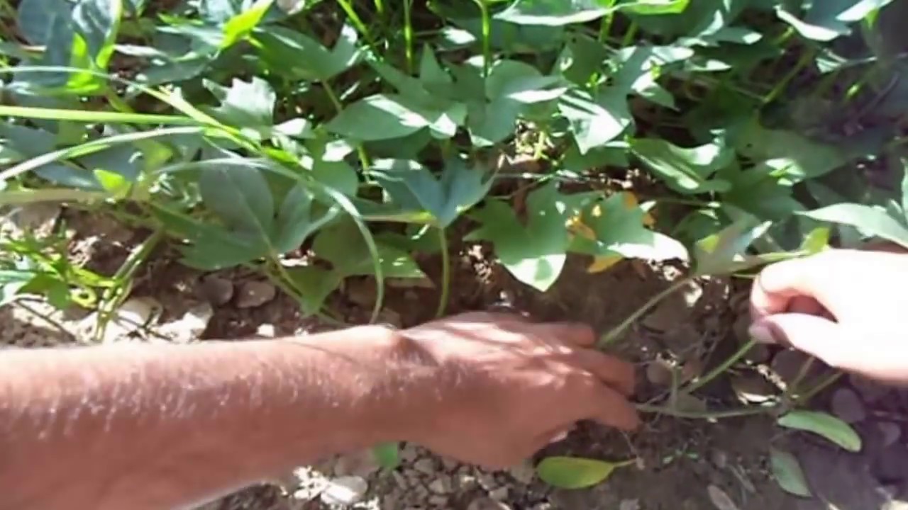 How to Grow Sweet Potato From Cuttings | | Garden tips & Care // Mammal