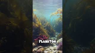 Did you know? Ocean 🌊