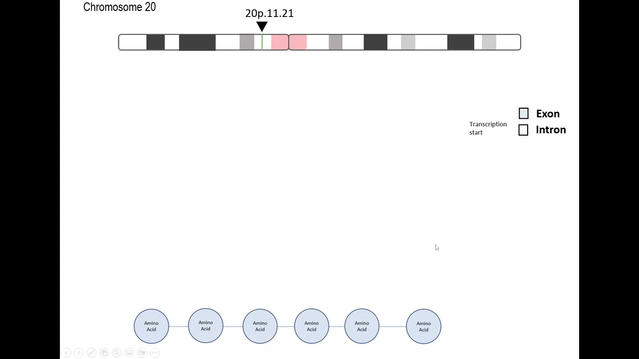 Gene and mRNA structure of CST3