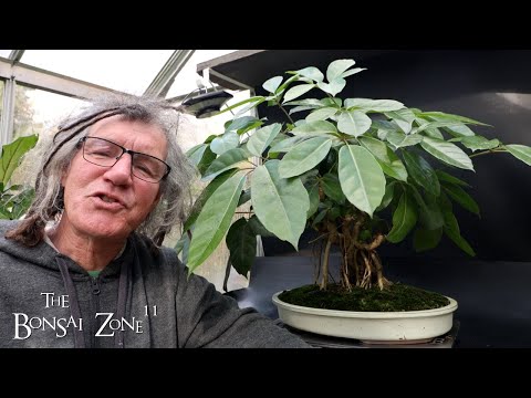 Pruning My Australian Umbrella Tree, The Bonsai Zone, Oct 2024 - YouTube