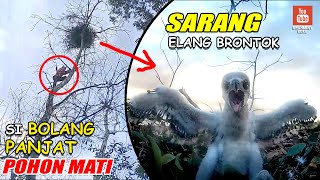 SARANG ELANG CHE DM / Hawk Eagle Nesting on a Dead Wood Tree