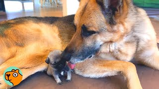 68 Lbs GSD Shocks Everyone When He Fosters 6-Ounce Puppies | Cuddle Buddies