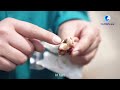 GLOBALink| Long in the tooth: Veterinarians successfully extract bad tooth from senior Amur tiger