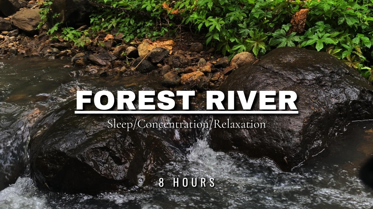 River Flow & Forest Birds Chirping | Gentle Nature Sounds ASMR for Sleep & Meditation | 8 Hours