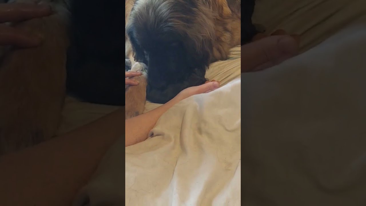 Puppy Number 1is Here