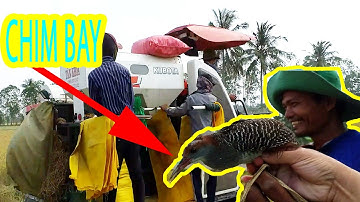 Bắt chuột đồng gặp chim bay mùa gặt lúa miền tây