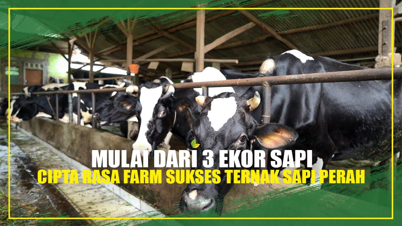 MULAI AJA DULU!!! BERAWAL DARI 3 EKOR SUKSES TERNAK SAPI PERAH