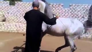 رقص خيول عربيه بهير وكرم سرحان.mp4