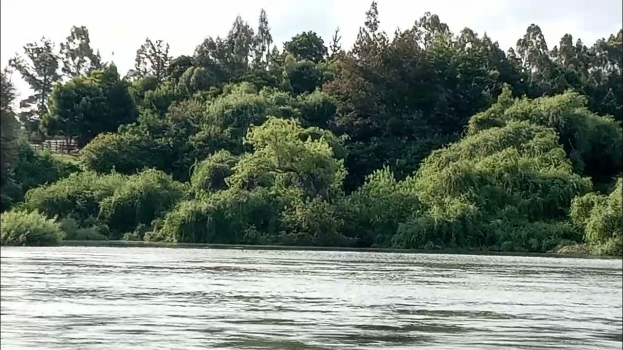 LOBO MARINO ALIMENTANDOSE DE CHINOOK EN EL RIO CHOL CHOL YouTube