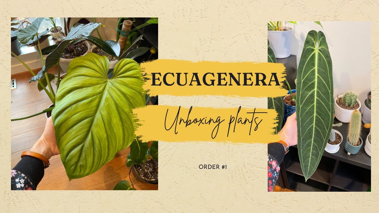 Ecuagenera Unboxing Rare Exotic Plants from Ecuador 🛩️🌎🌱🎯 